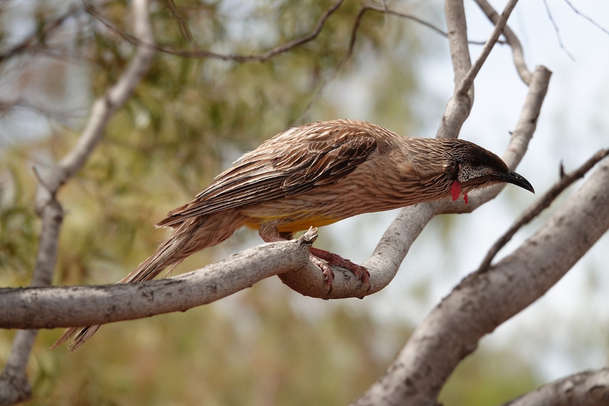 Red Wattlebird - ML646297654