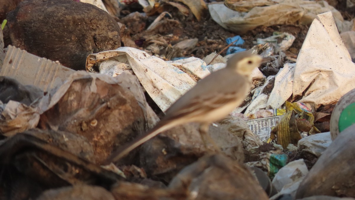 White Wagtail - ML646297655