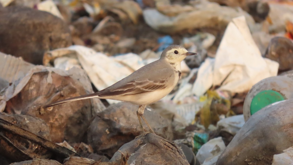 White Wagtail - ML646297657