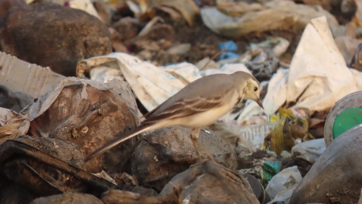 White Wagtail - ML646297658