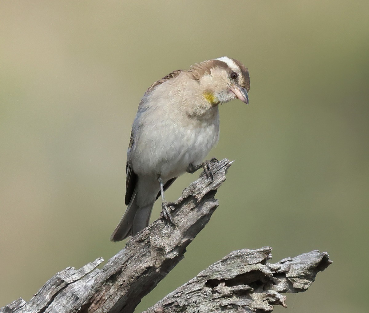 Yellow-throated Bush Sparrow - ML646297659