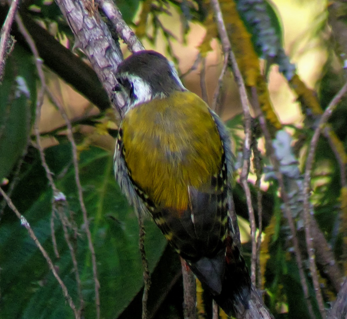 Abyssinian Woodpecker - ML646297660