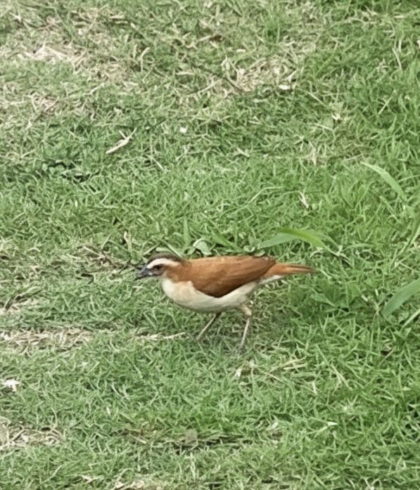 Pacific Hornero - ML646297661