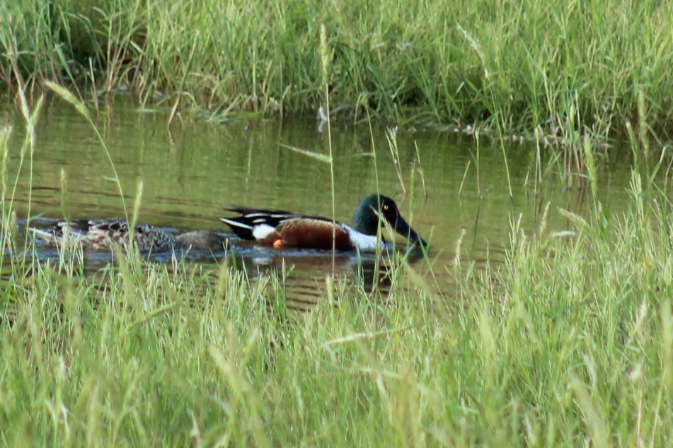 Northern Shoveler - ML646297662