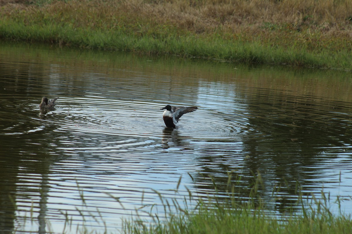 Northern Shoveler - ML646297663