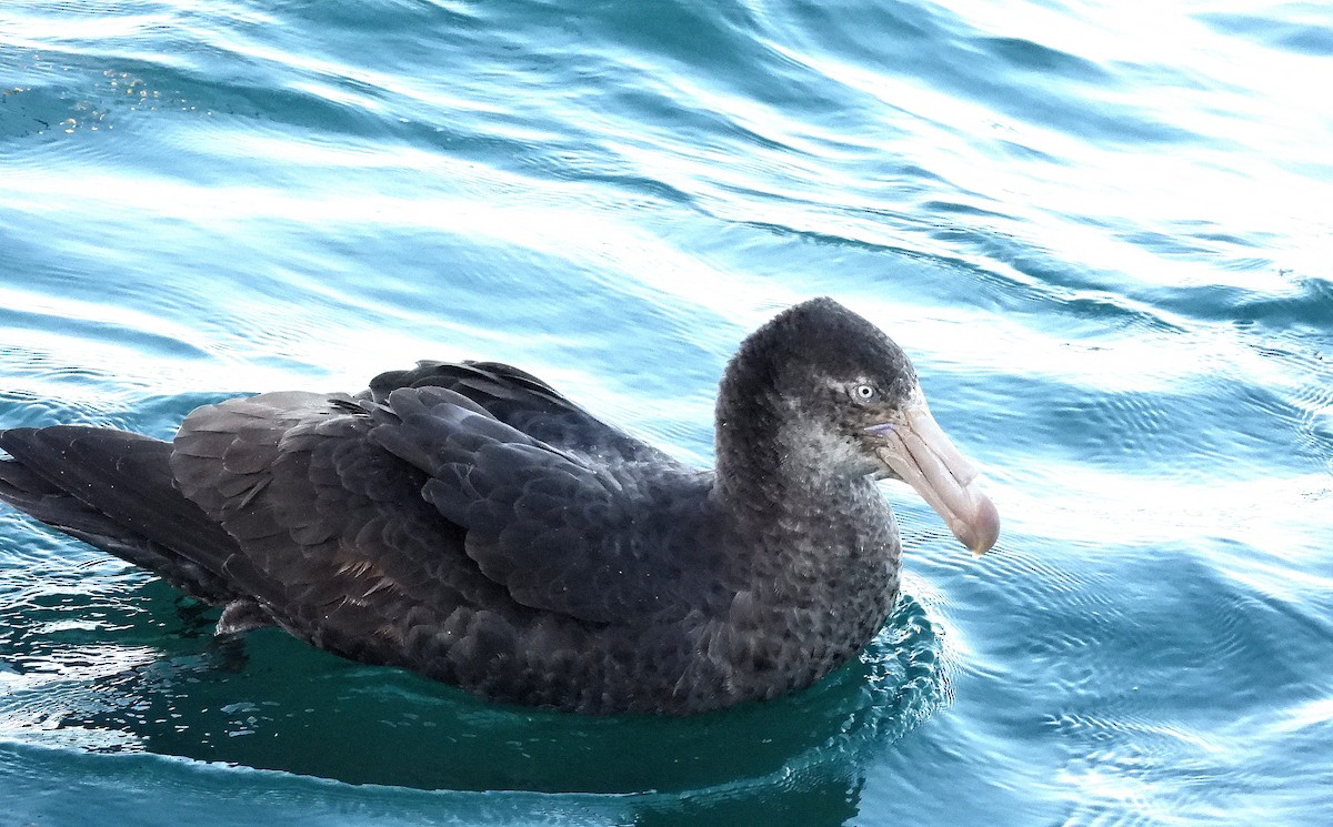 キタオオフルマカモメ - ML646297664