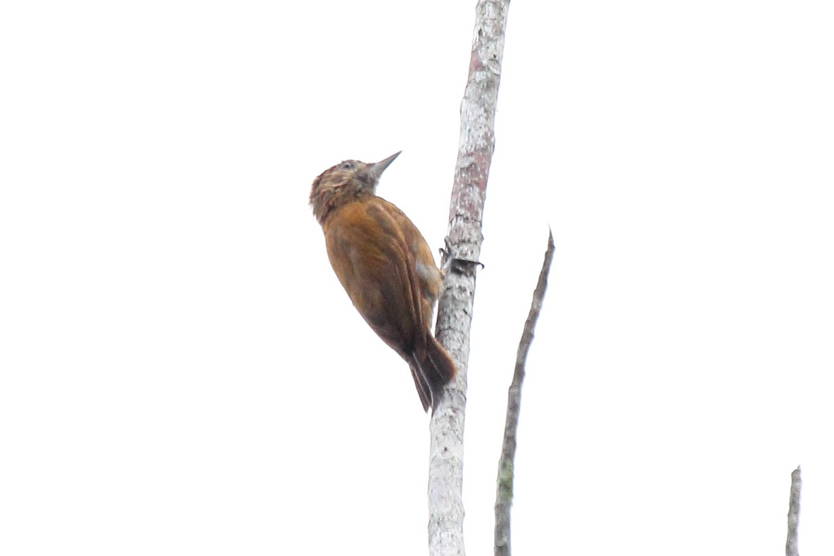 Smoky-brown Woodpecker - ML646297665