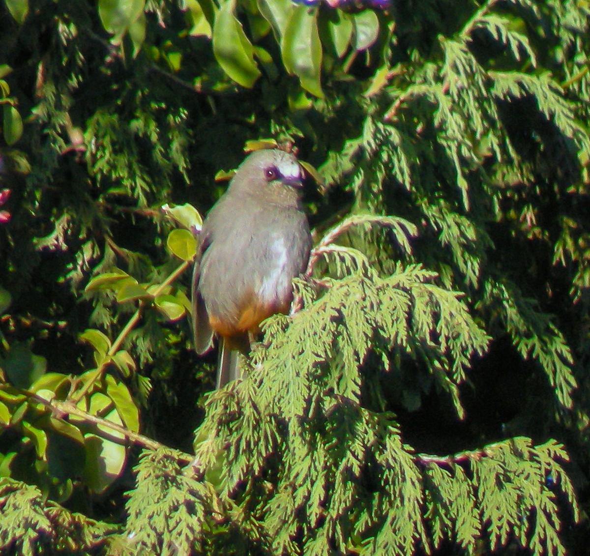 Abyssinian Catbird - ML646297666