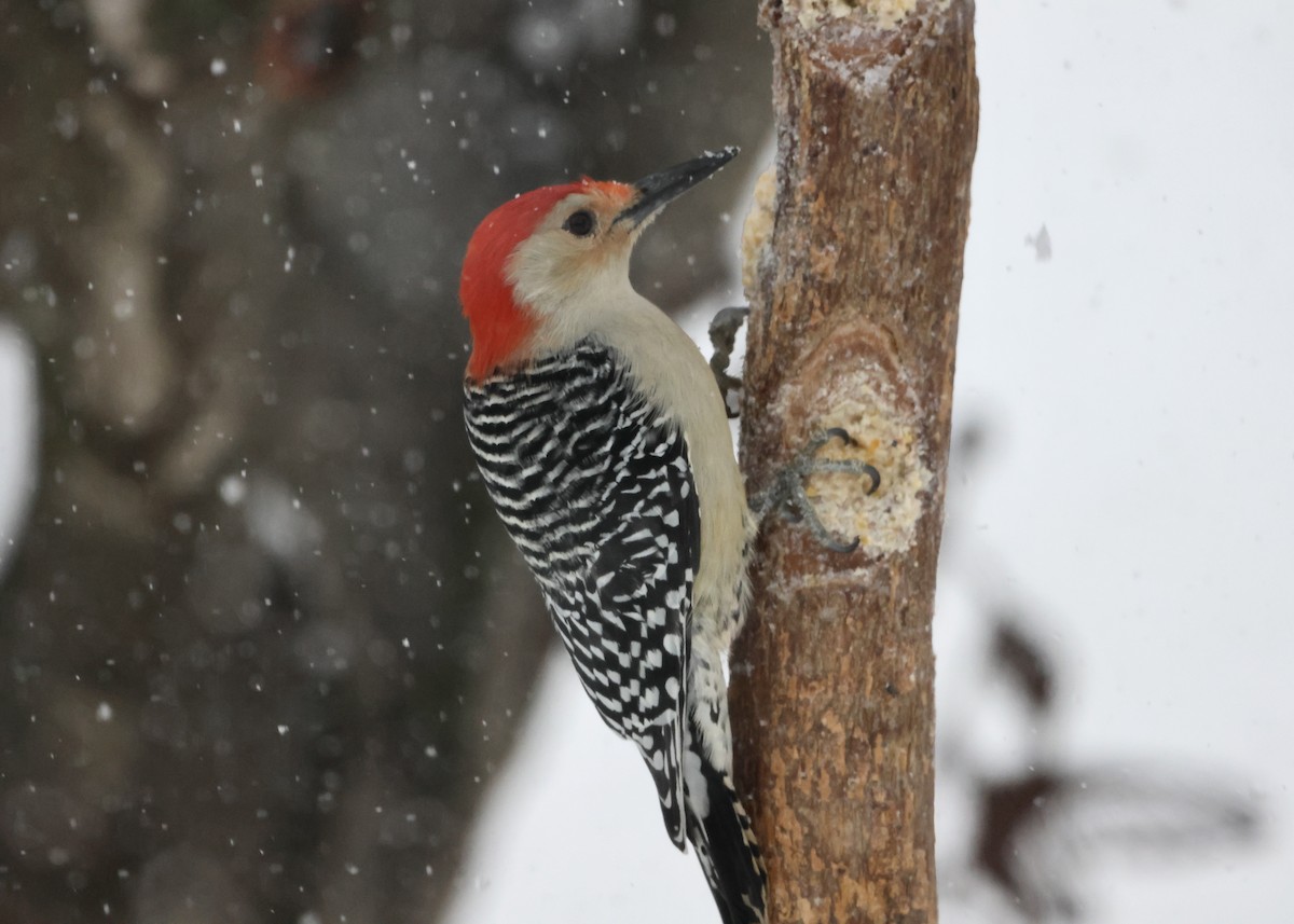 Red-bellied Woodpecker - ML646297667