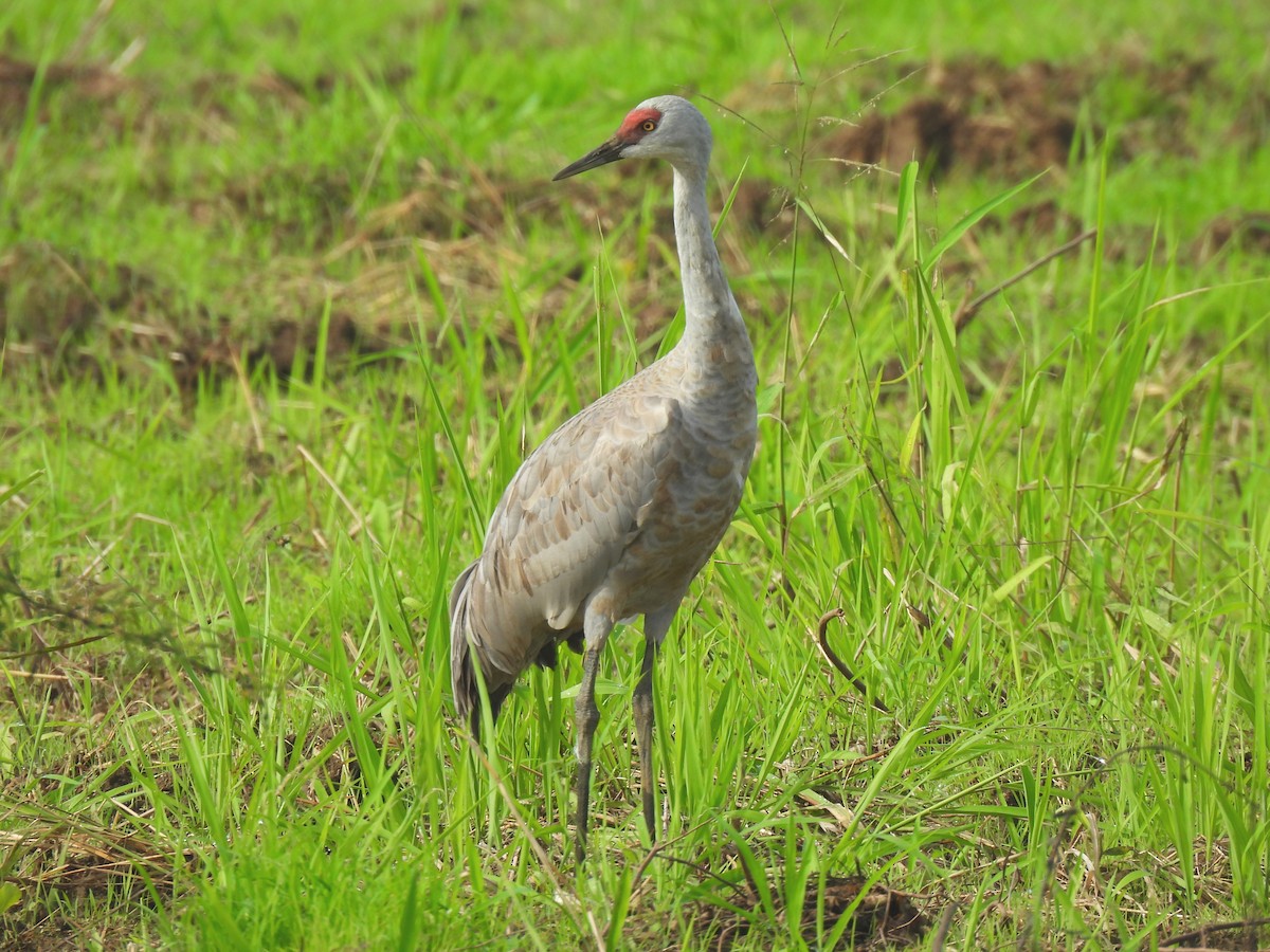 Sandhill Crane - ML646297669