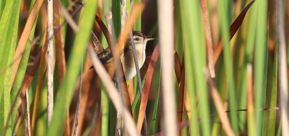 Marsh Wren - ML646297670