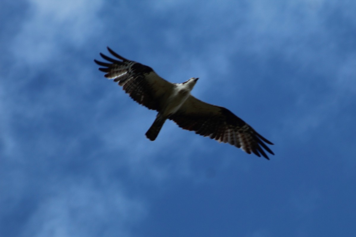 Загасч явлаг - ML646297684