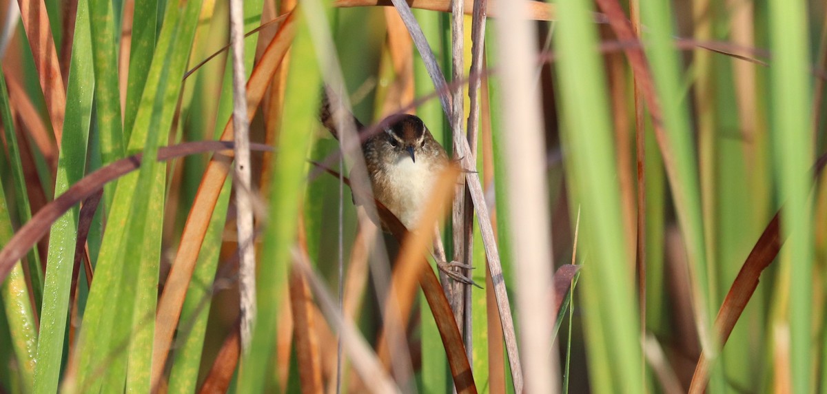 Marsh Wren - ML646297687