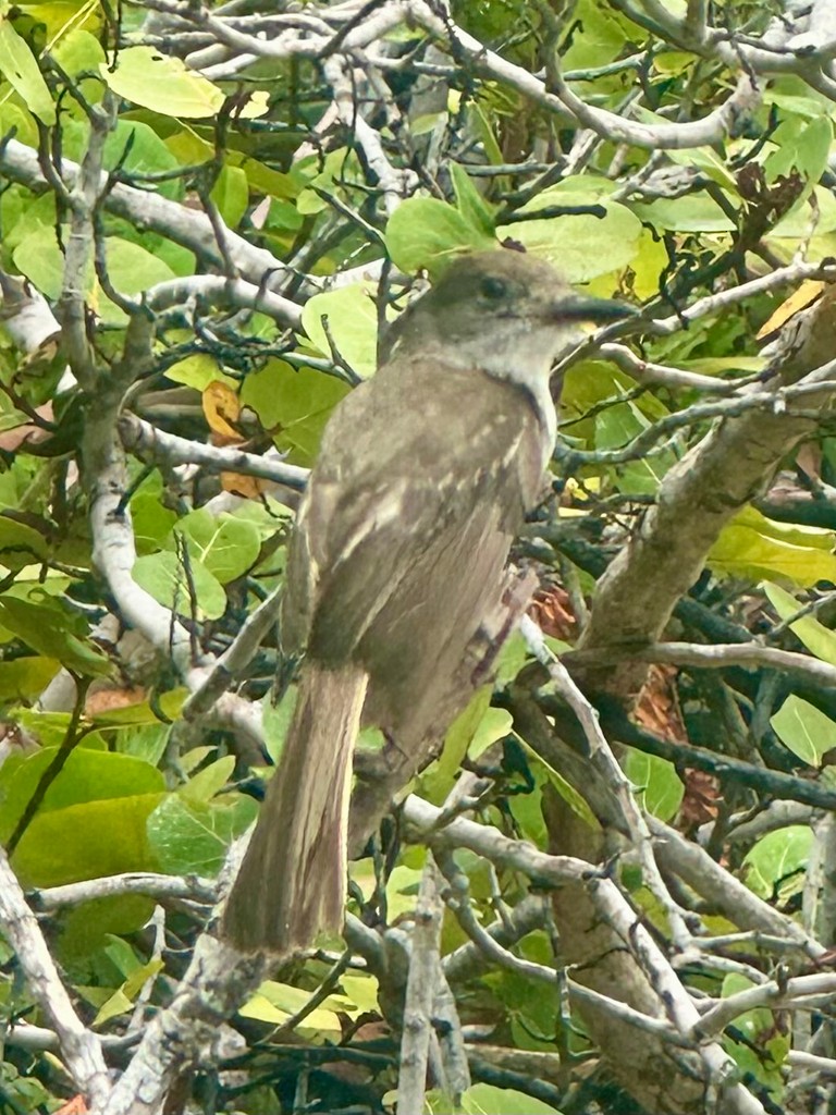 La Sagra's Flycatcher - ML646297688