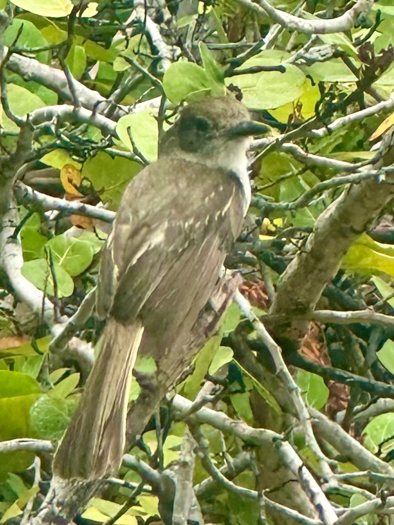 La Sagra's Flycatcher - ML646297689