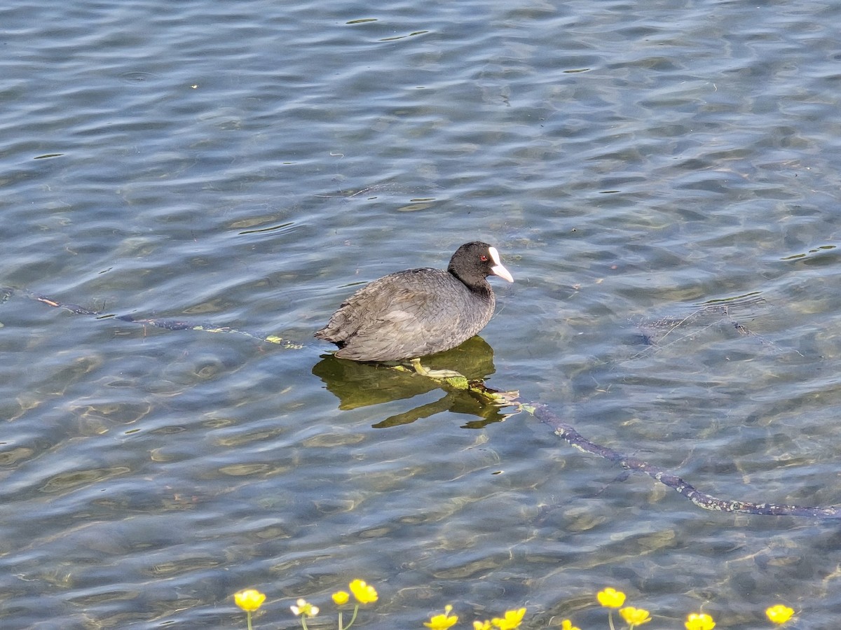 Халзан түнжүүр - ML646297694