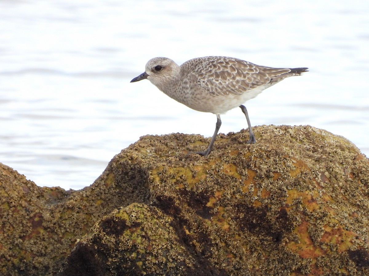 Chorlito Gris - ML646297695