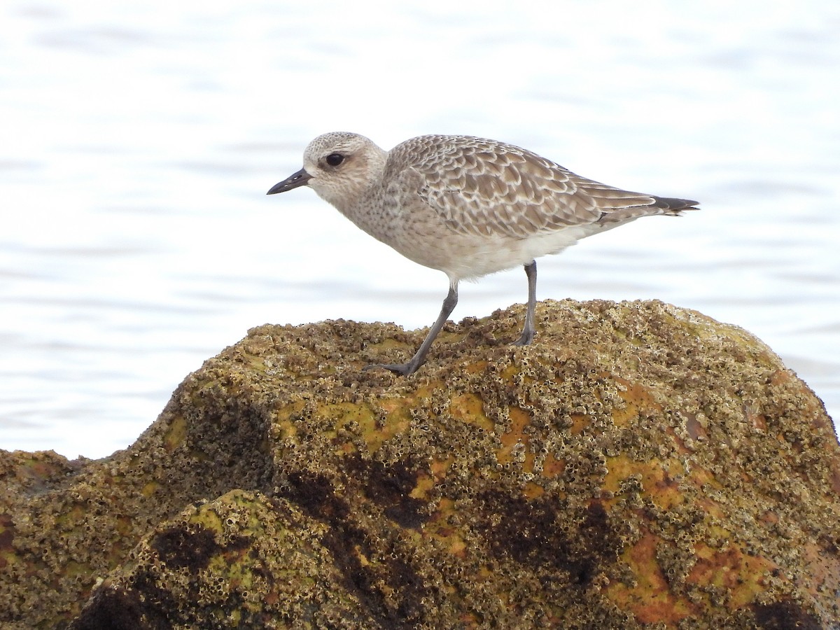 Chorlito Gris - ML646297696