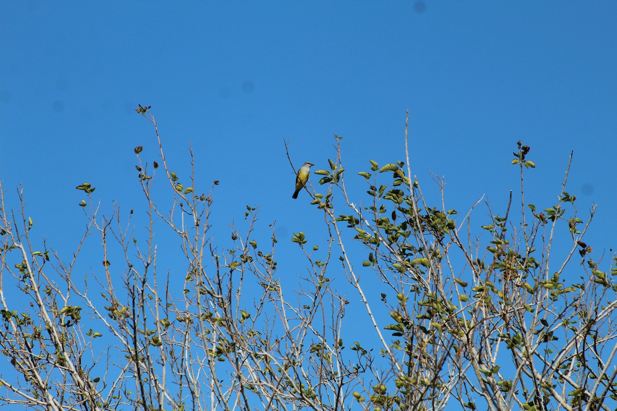 Western Kingbird - ML646297701