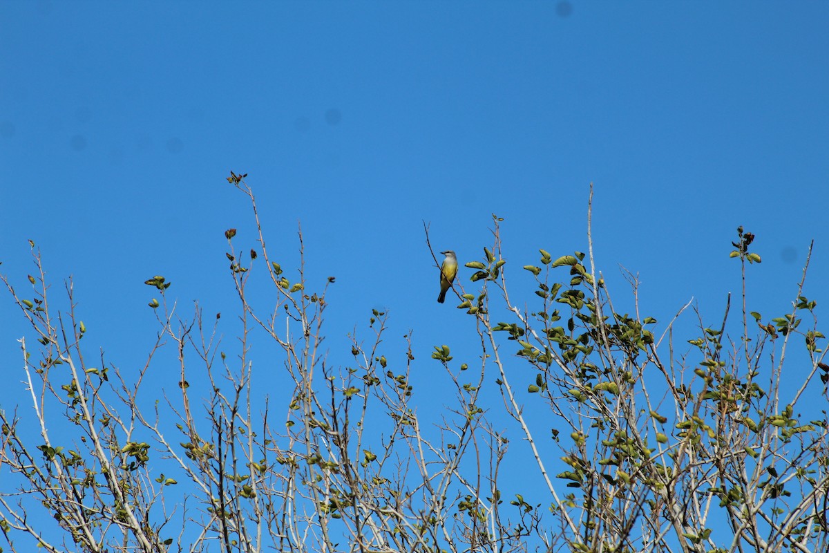 Western Kingbird - ML646297702