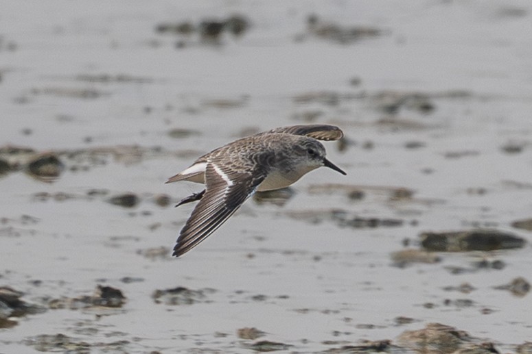 Little Stint - ML646297703
