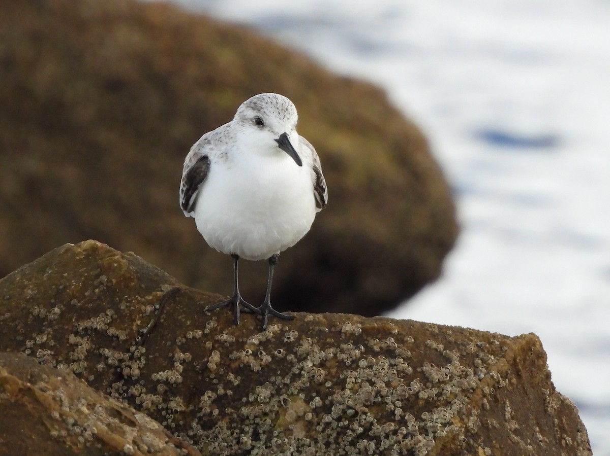 Sanderling - ML646297704