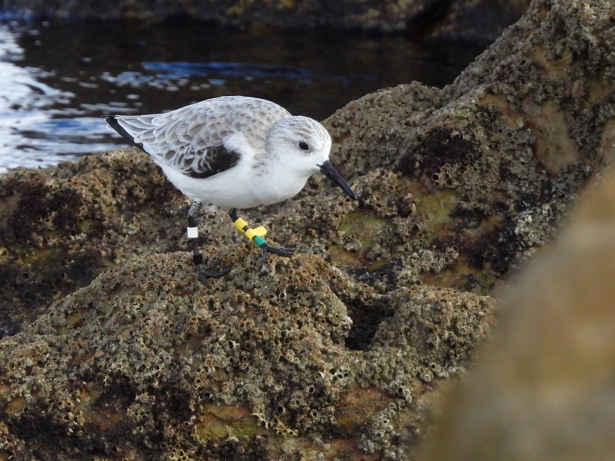 Sanderling - ML646297705