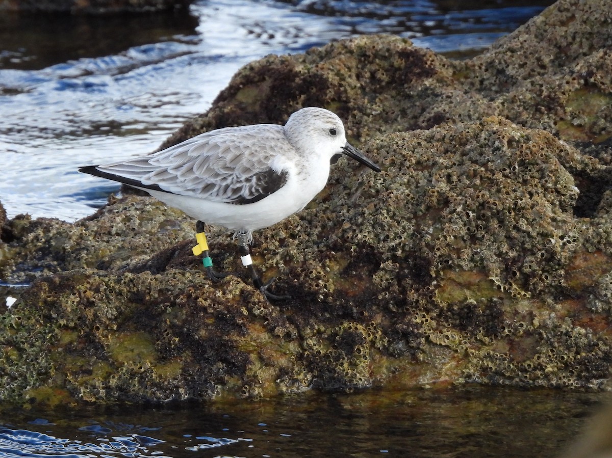 Sanderling - ML646297706