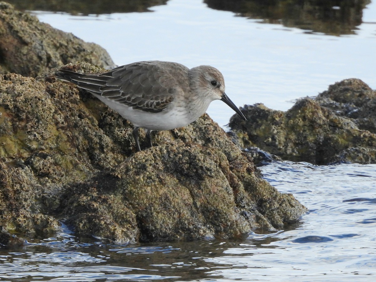 Dunlin - ML646297719