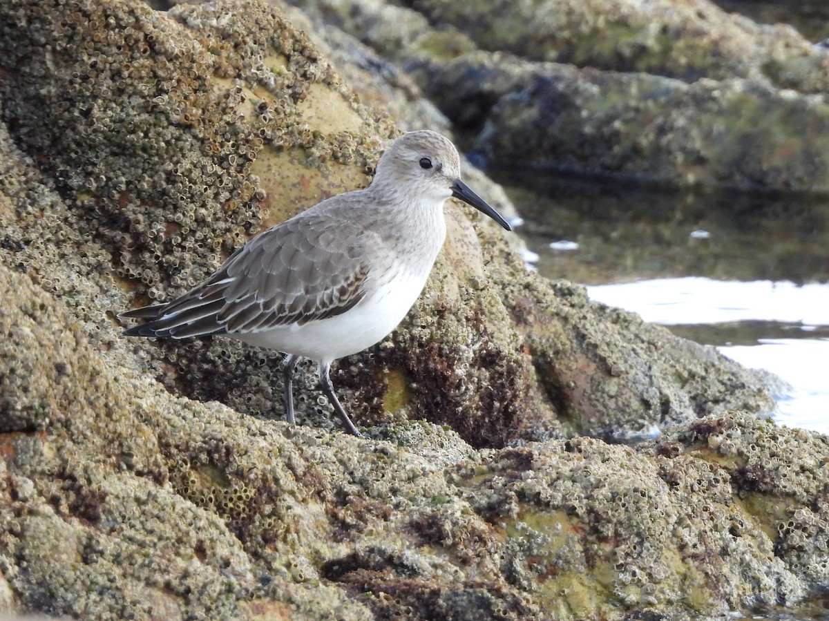 Dunlin - ML646297720