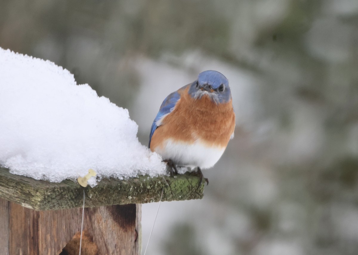 Eastern Bluebird - ML646297724