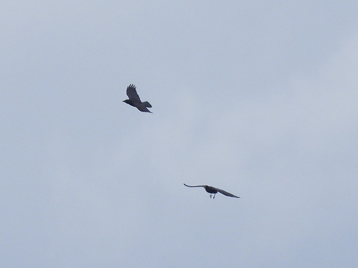 Common Raven - ML646297725