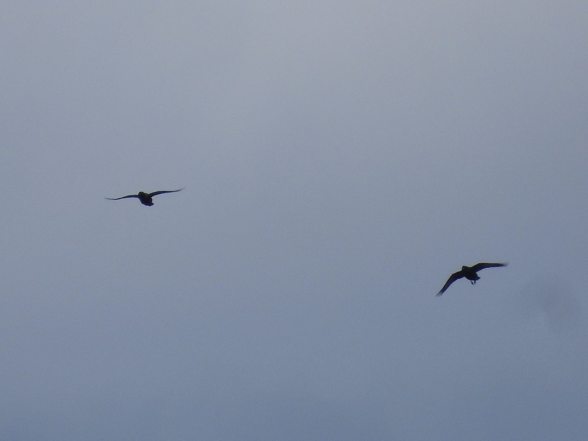 Common Raven - ML646297727