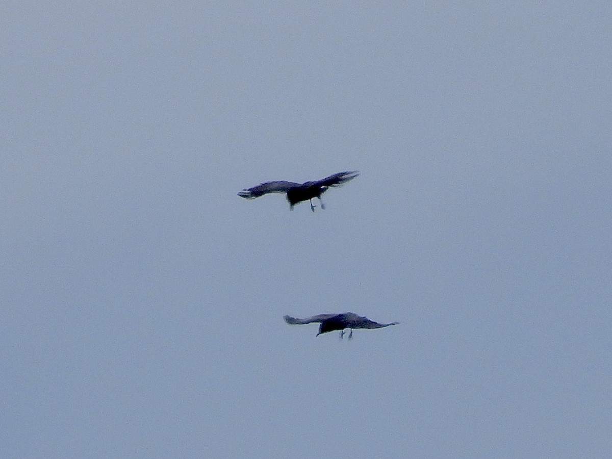 Common Raven - ML646297728