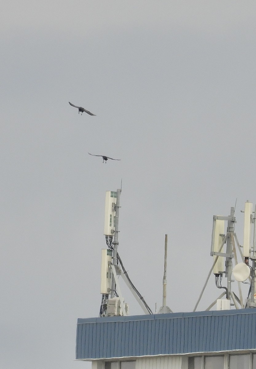 Common Raven - ML646297729