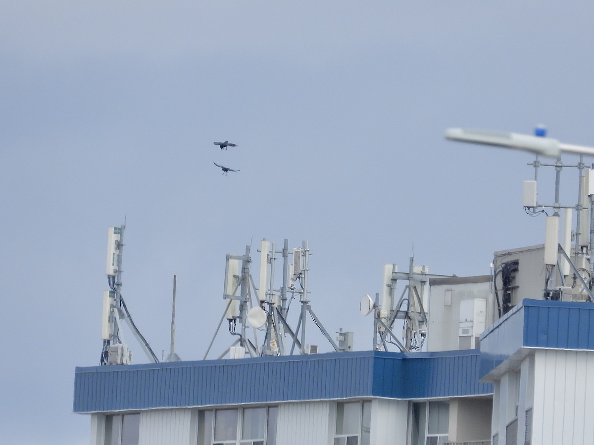 Common Raven - ML646297730