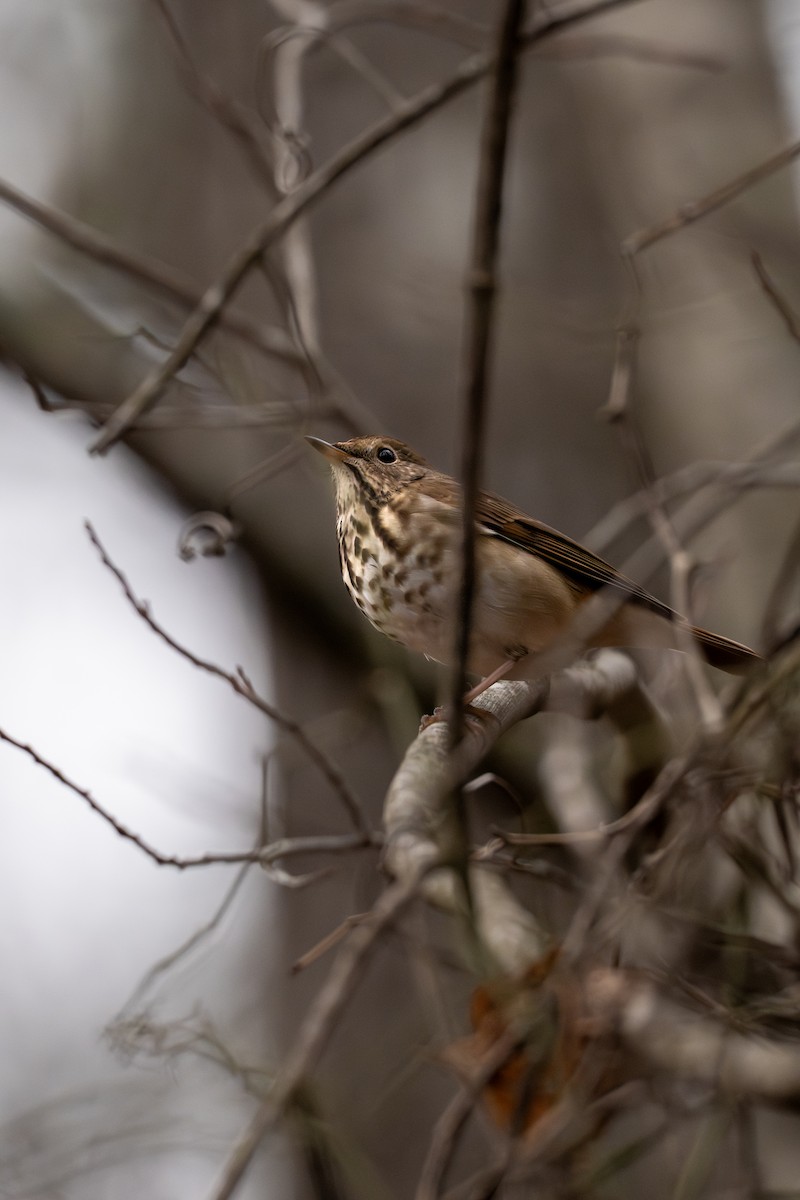 Hermit Thrush - ML646297740