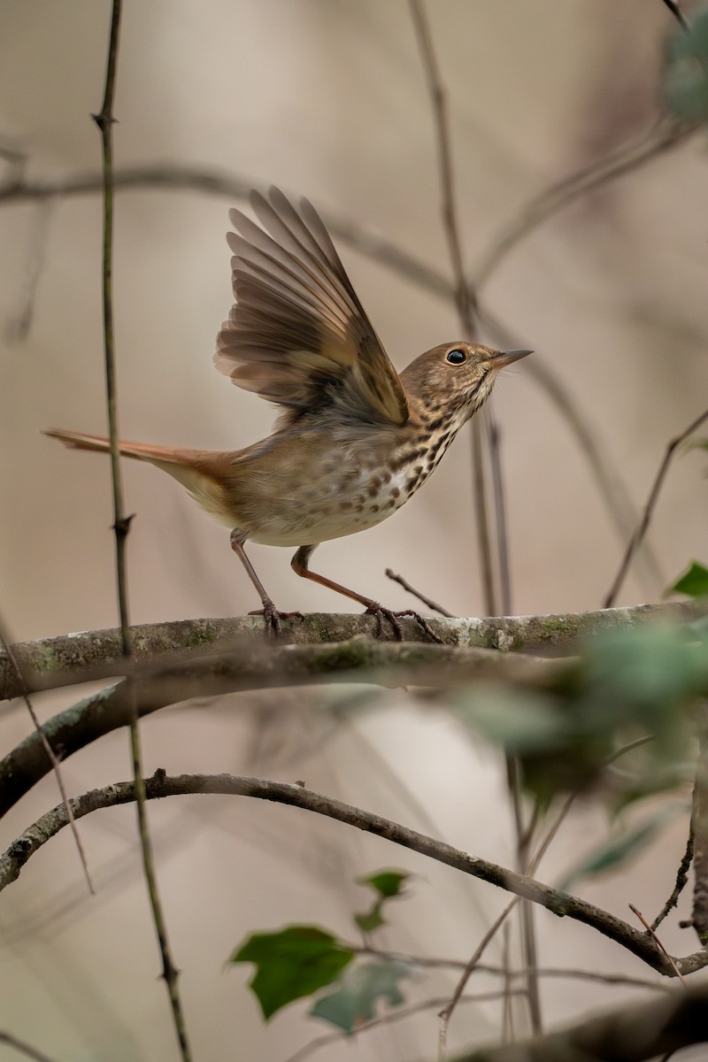 Hermit Thrush - ML646297741