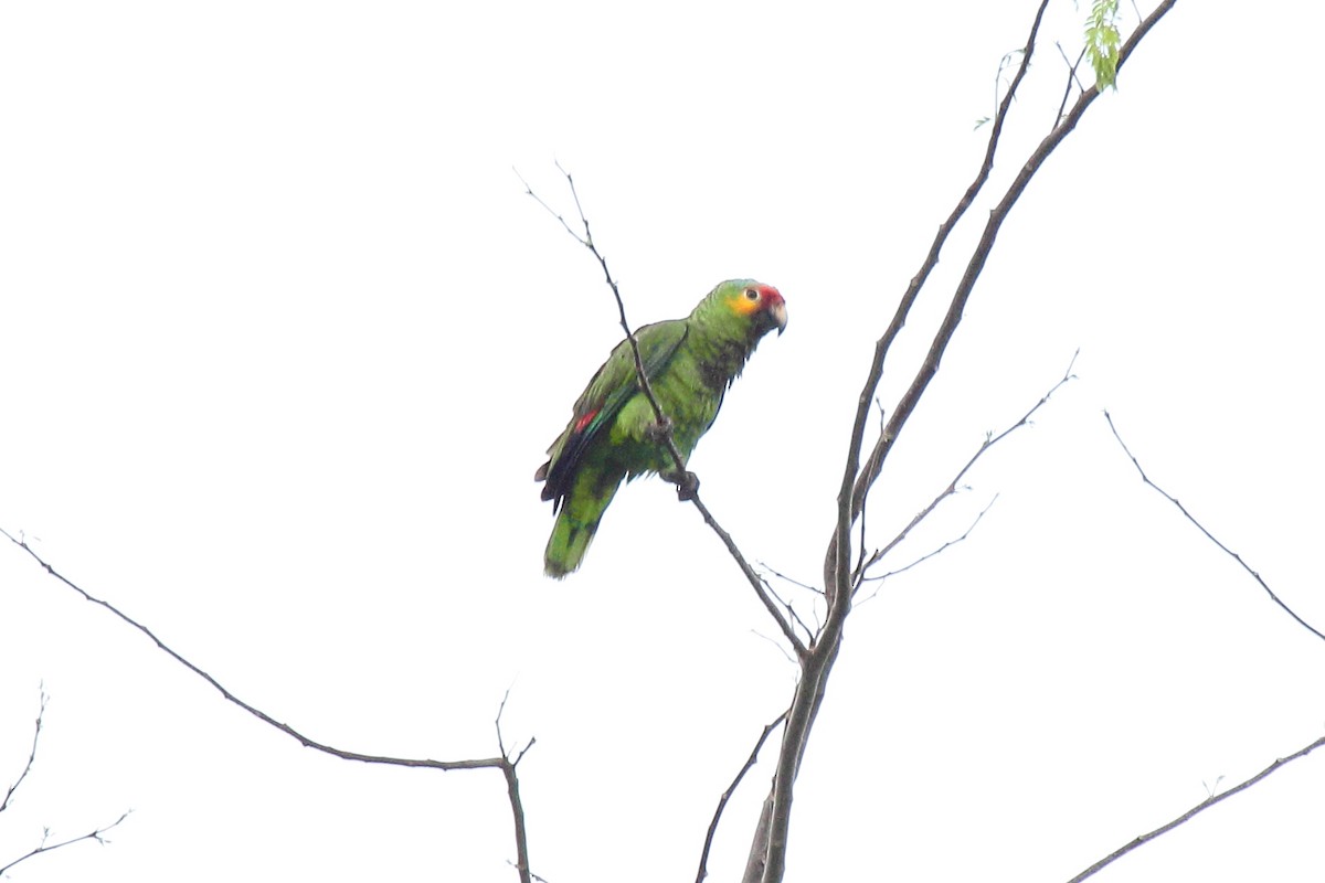 Red-lored Amazon - ML646297745