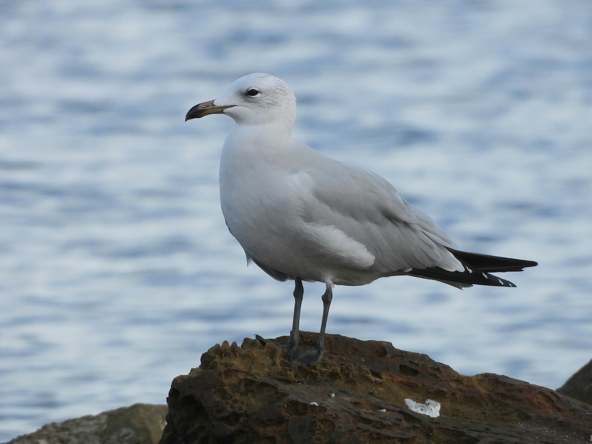 Audouin's Gull - ML646297746
