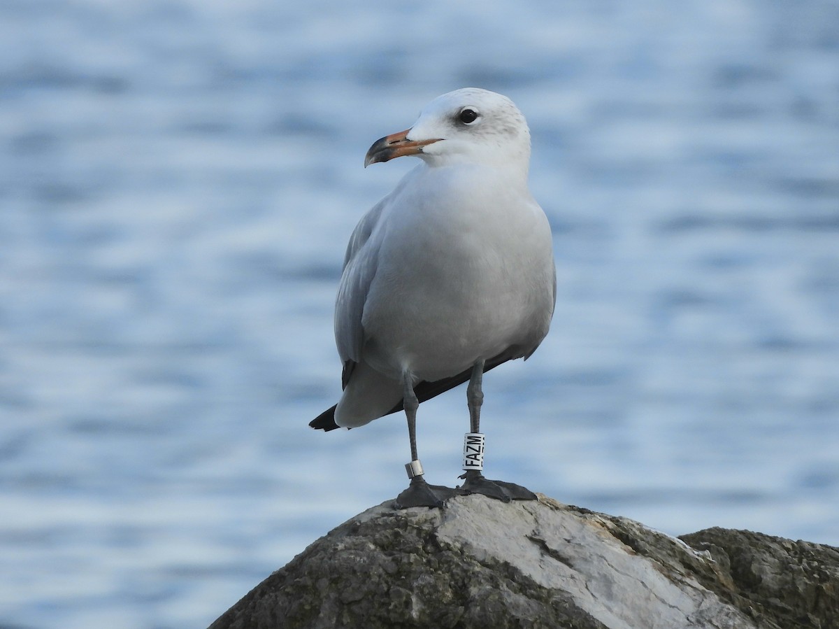 Audouin's Gull - ML646297748