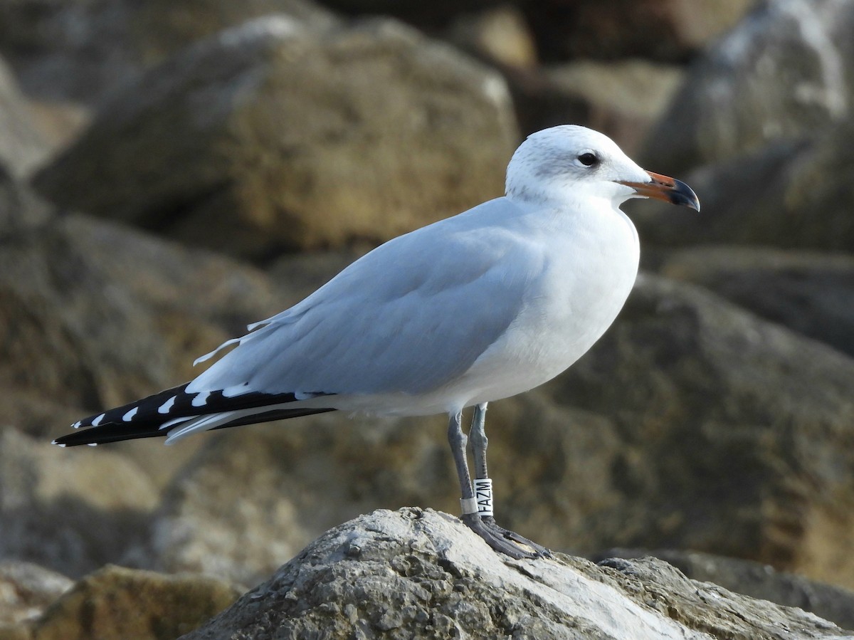 Audouin's Gull - ML646297749
