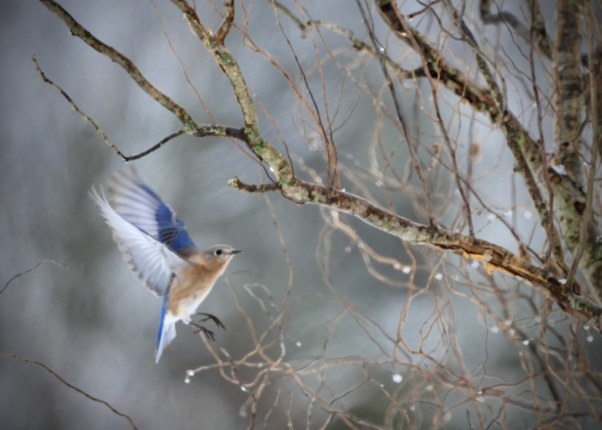 Eastern Bluebird - ML646297753