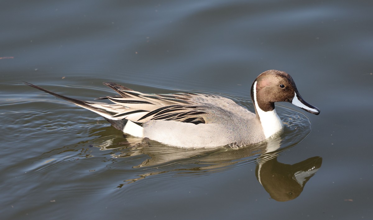 尖尾鴨 - ML646297756