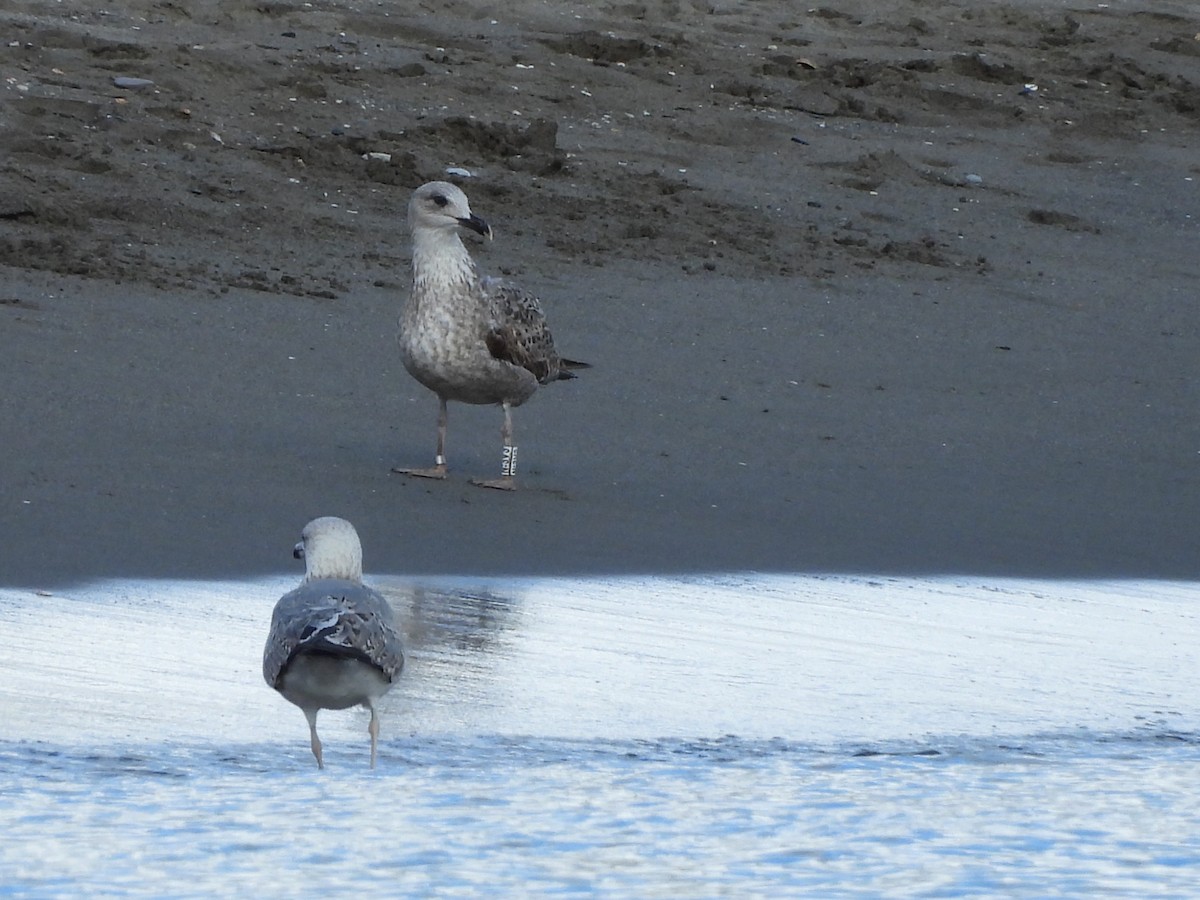 Yellow-legged Gull - ML646297758
