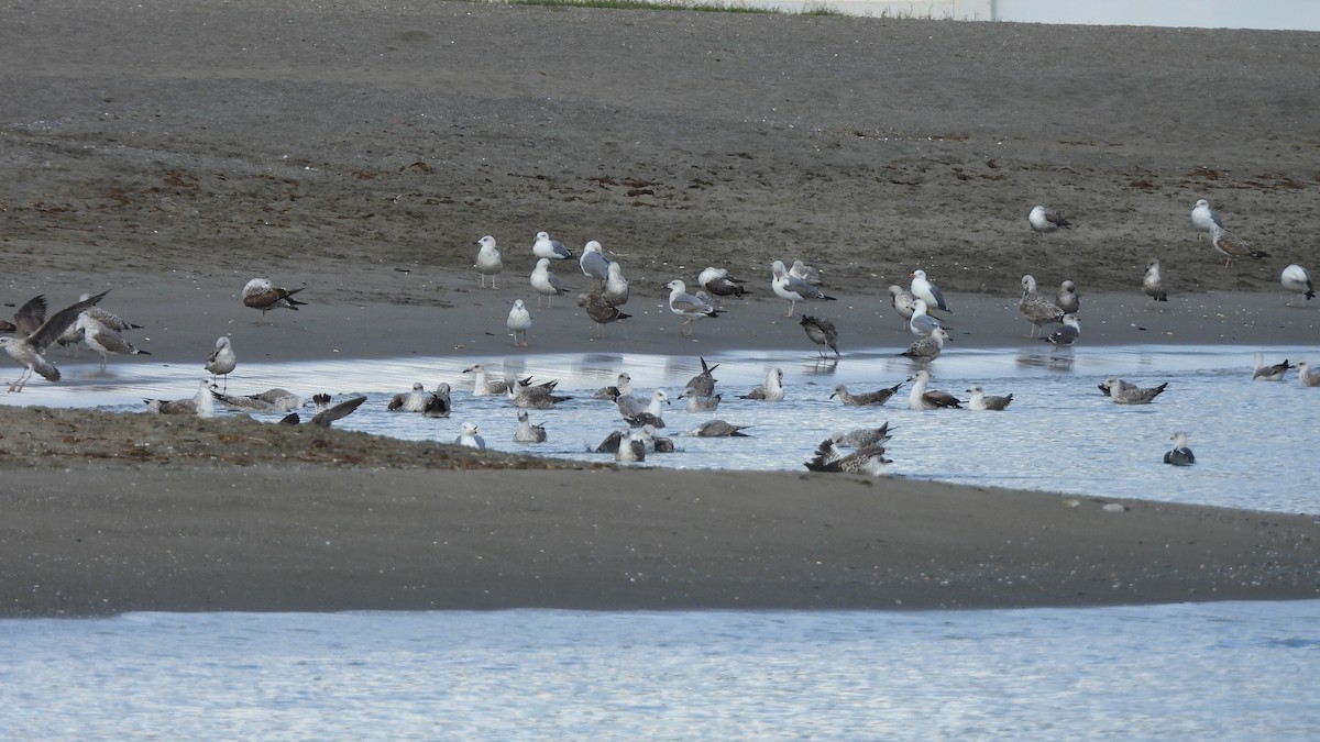 Yellow-legged Gull - ML646297759