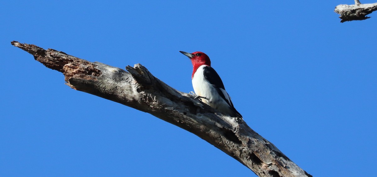 Red-headed Woodpecker - ML646297764