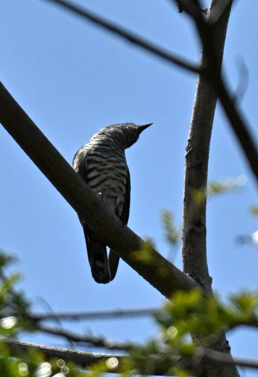 Coucou menu - ML646297769