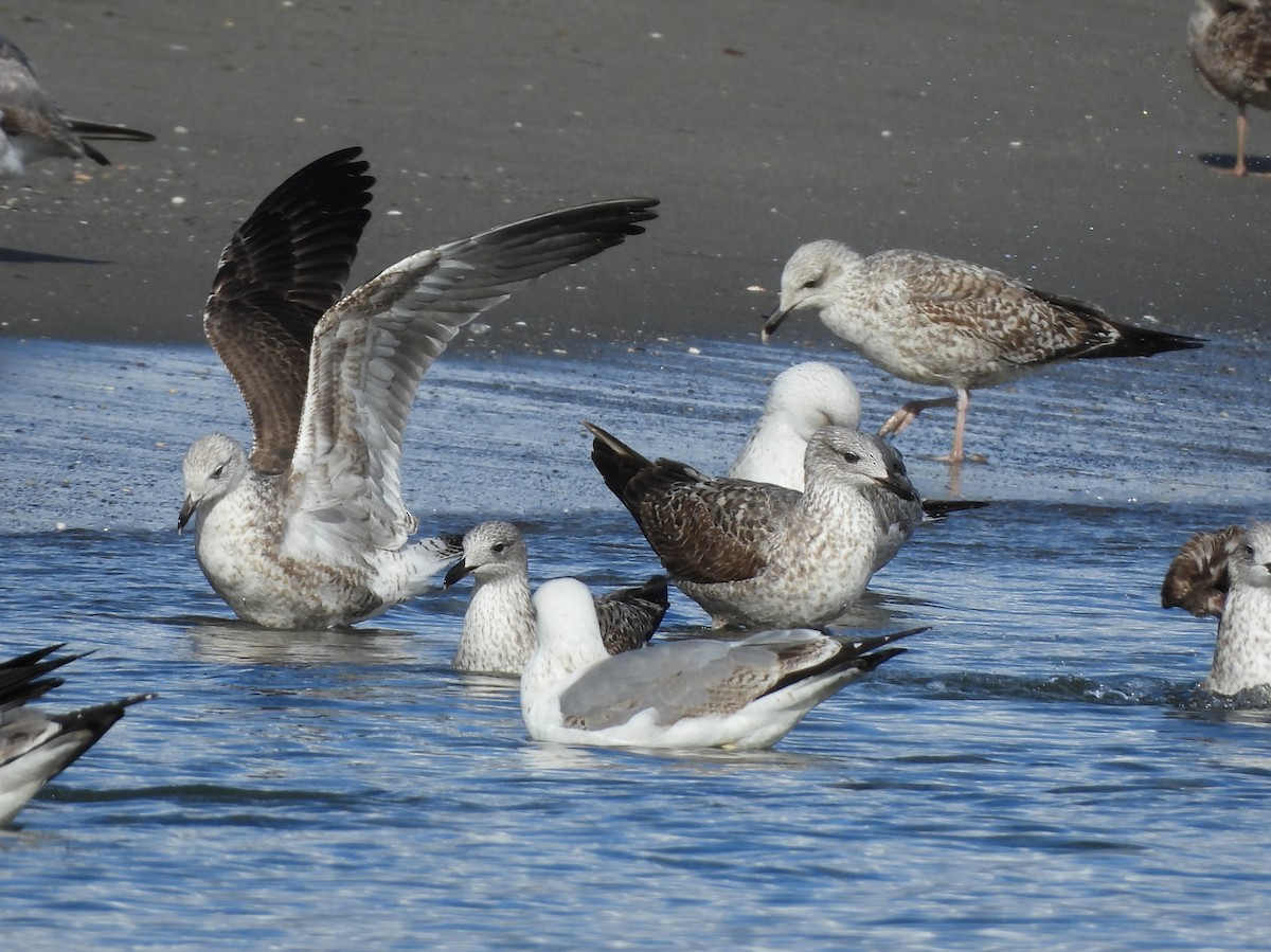 Lesser Black-backed Gull - ML646297772