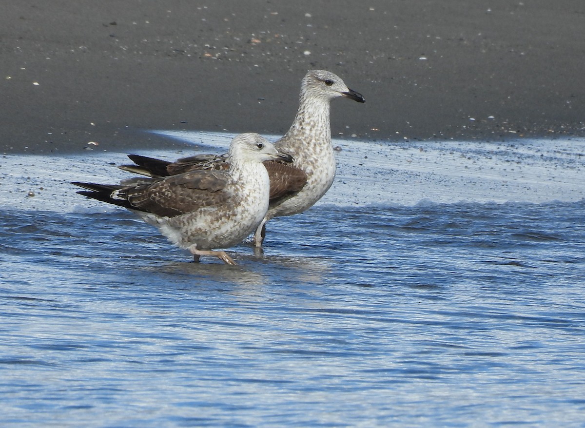 Lesser Black-backed Gull - ML646297774